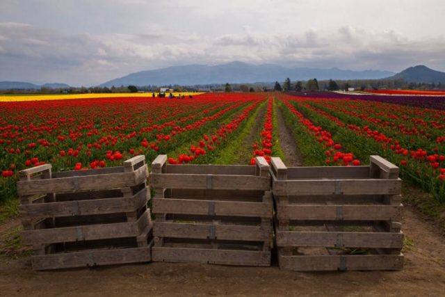 Workers pick colorful tulips to sell in Skagit Valley near Mt. Vernon, WA. Shutterstock/Claudia G Cooper